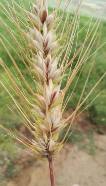 补硒将体内化成水(补硒的水)-硒宝网