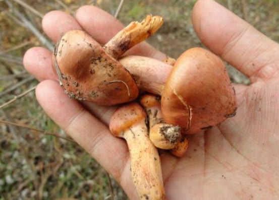 吃猪腰子能补硒吗（猪腰子补硒吗）-硒宝网