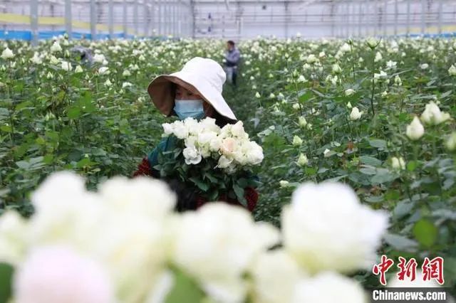 中央一台补硒新闻（中央电视台讲述硒抗癌）-硒宝网