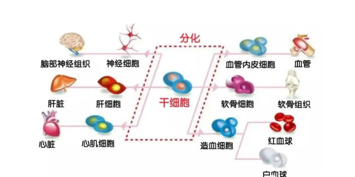 补硒会发生皮炎吗(缺硒会引起皮肤病吗)-硒宝网