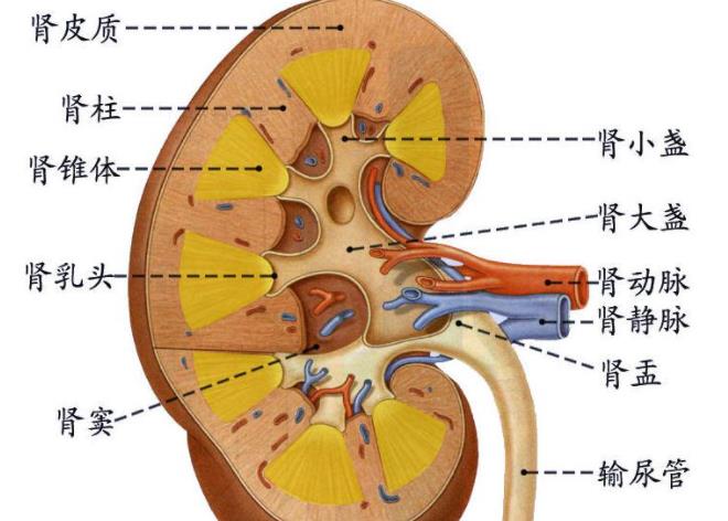 肌酐高可以补硒吗(肌酐偏高能不能补硒)-硒宝网