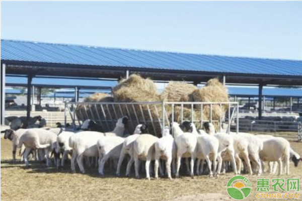 羊日粮中怎么补硒(硒在羊饲料中的添加量)-硒宝网