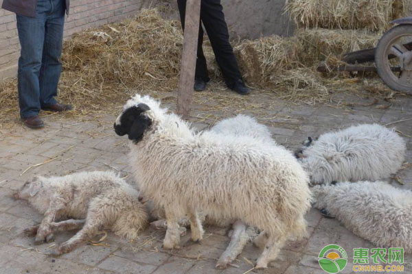 羔羊补硒针可以吗（给羊补硒）-硒宝网