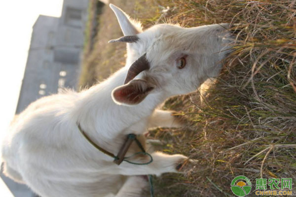 羔羊补硒针可以吗（给羊补硒）-硒宝网