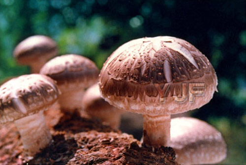 补硒吃什么保养品(补硒吃保健品好还是吃药好)-硒宝网