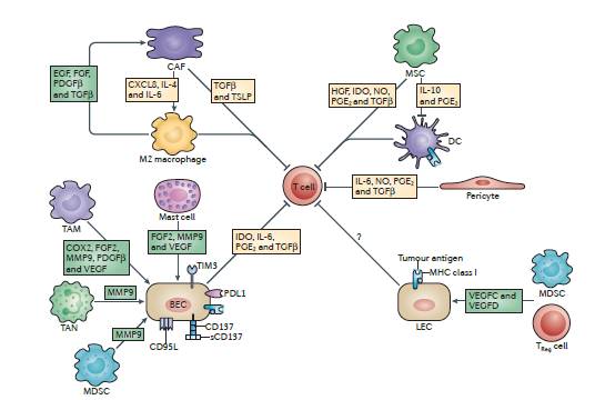 吃小球藻可以补硒(吃硒片可以提高免疫力吗)-硒宝网