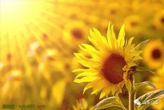 抑郁症患者和补硒（硒对抑郁症有效果吗）-硒宝网