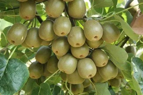 猕猴桃补硒的食物(猕猴桃补食物硒含量多少)-硒宝网