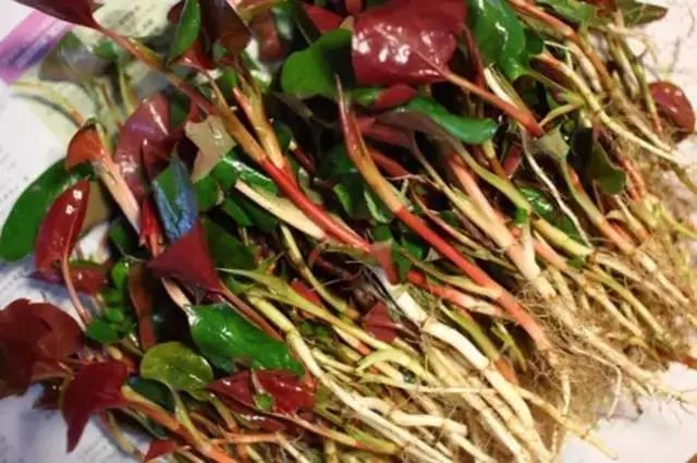 补硒和锌吃什么好（锌硒补充）-硒宝网