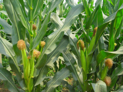 怎样补硒生活化肥(化肥补生活硒的作用)-硒宝网