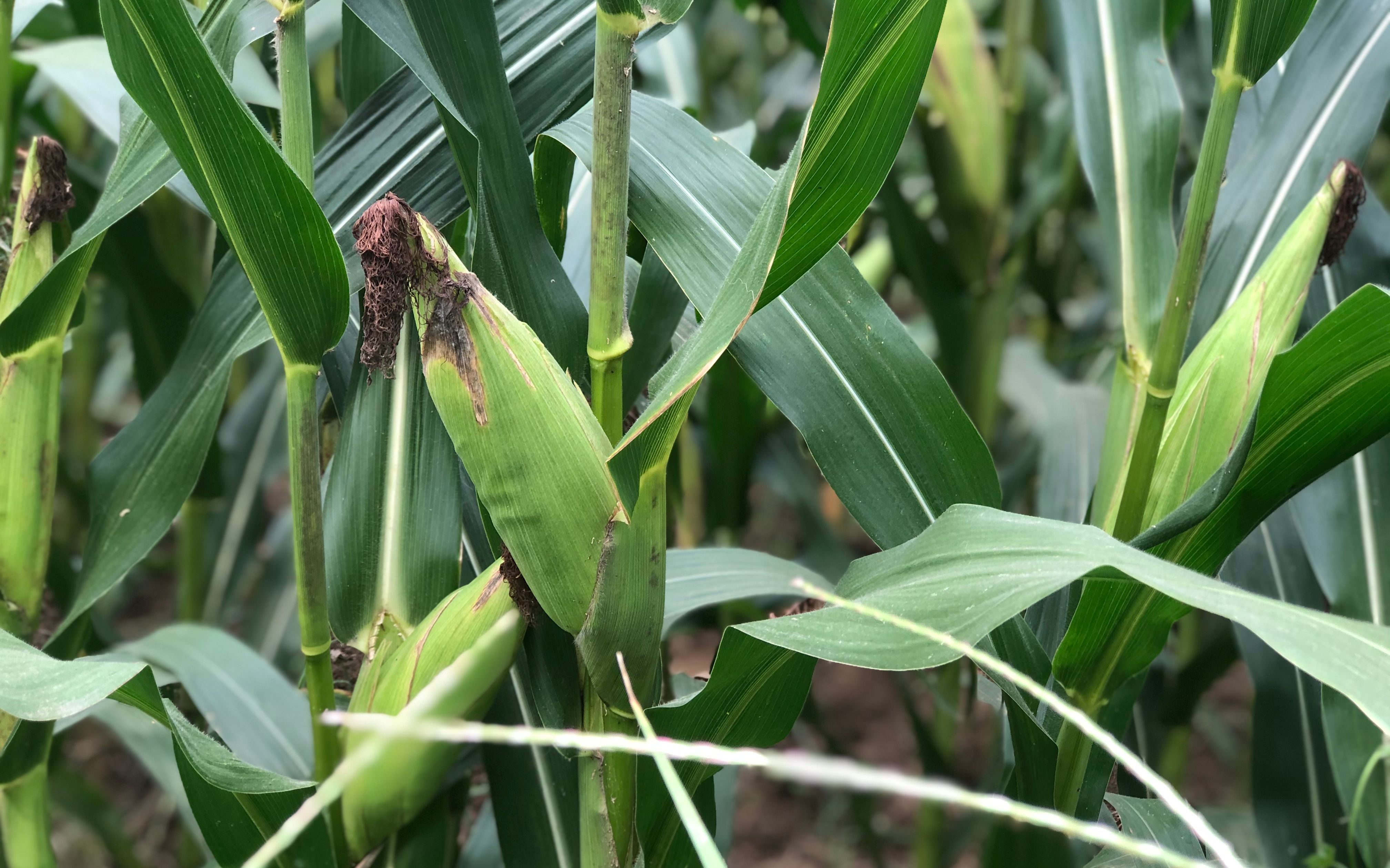 怎样补硒生活化肥(化肥补生活硒的作用)-硒宝网