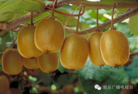 猕猴桃补硒的食物(猕猴桃补食物硒含量高吗)-硒宝网