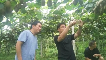 猕猴桃可以补硒吗(猕猴桃补硒可以长期吃吗)-硒宝网