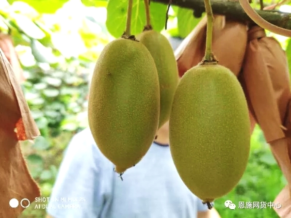 猕猴桃可以补硒吗(猕猴桃补硒可以长期吃吗)-硒宝网