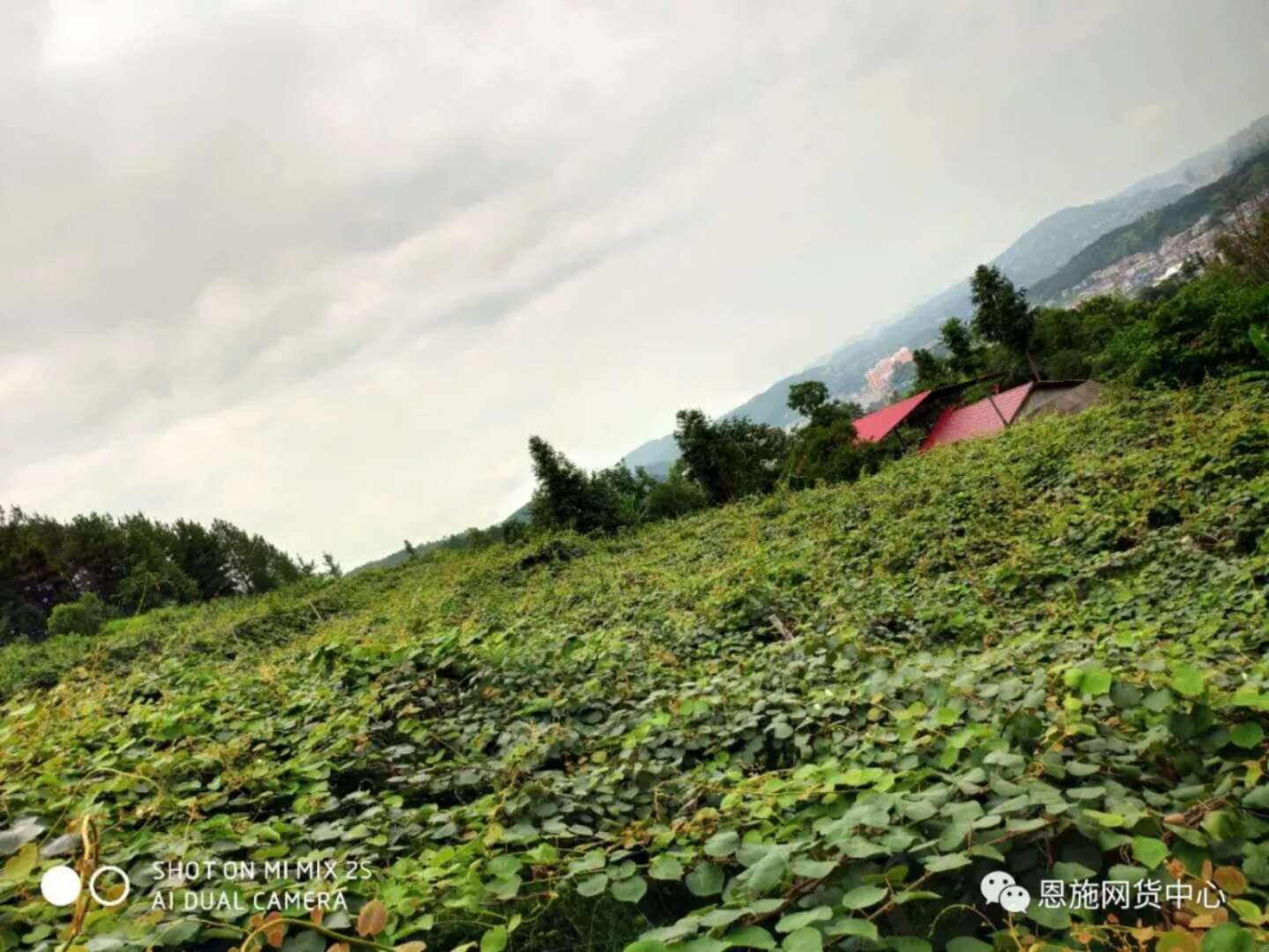 猕猴桃可以补硒吗(猕猴桃补硒可以长期吃吗)-硒宝网