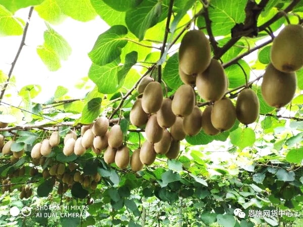 猕猴桃可以补硒吗(猕猴桃补硒可以长期吃吗)-硒宝网