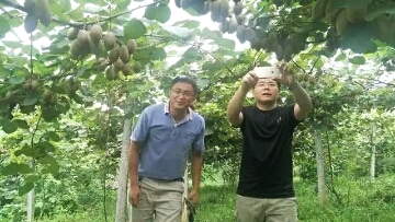 猕猴桃可以补硒吗(猕猴桃补硒可以长期吃吗)-硒宝网