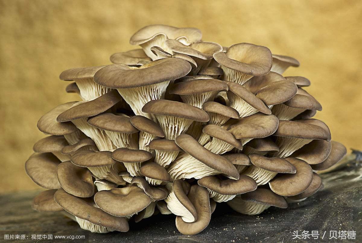 孕期补硒能控糖吗(孕期补硒可以降糖吗)-硒宝网