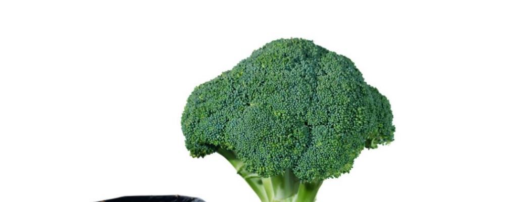 男人备孕要补硒吗(备孕男士硒摄入量)-硒宝网