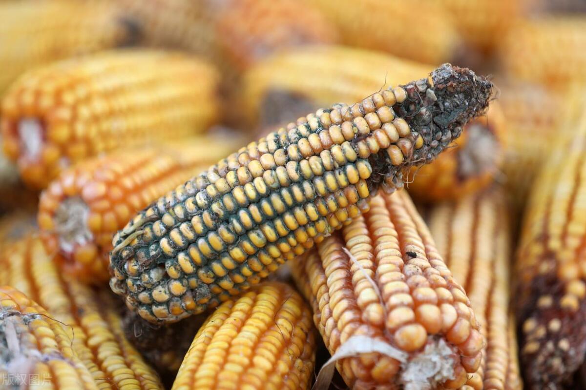 补硒黄曲霉素致癌(致癌的黄曲霉素)-硒宝网