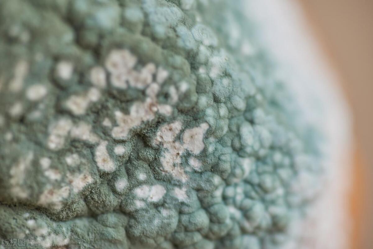 补硒黄曲霉素致癌(致癌的黄曲霉素)-硒宝网