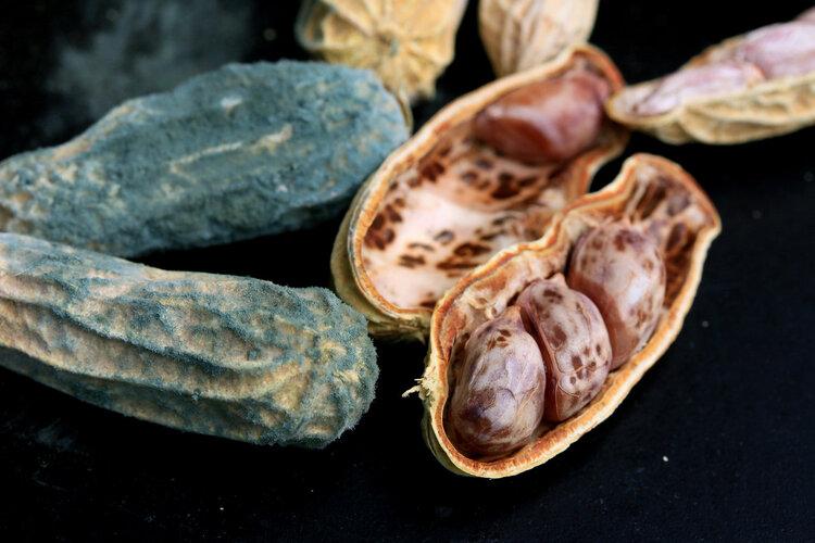 补硒黄曲霉素致癌（黄曲霉素癌症）-硒宝网