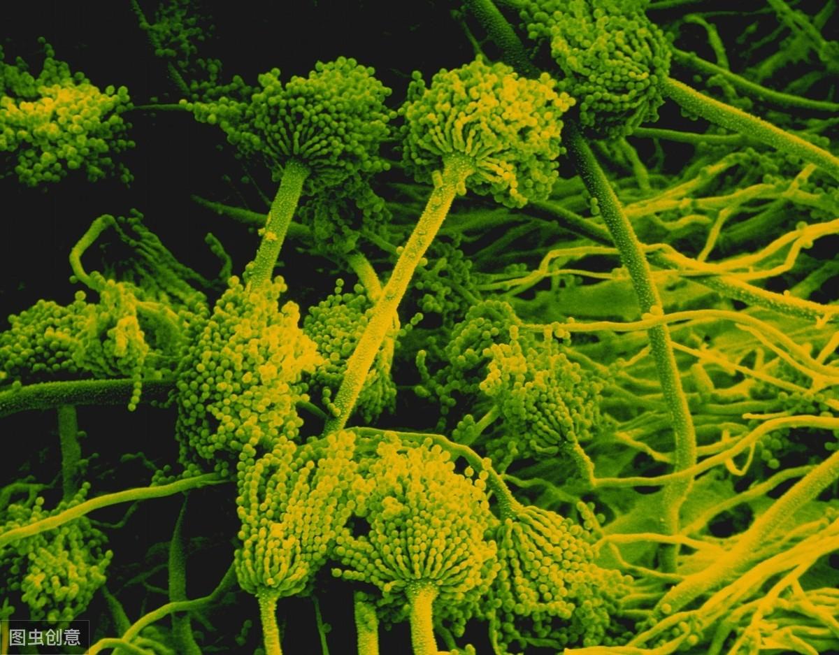 补硒黄曲霉素致癌（致癌黄曲霉素多存在于哪里）-硒宝网