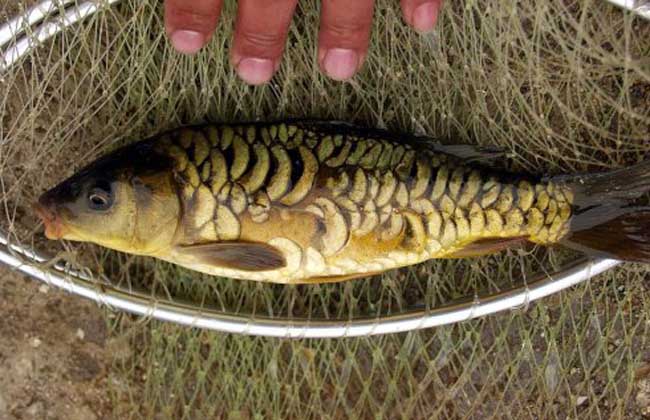 观赏鱼可以补硒吗（富含硒的鱼）-硒宝网