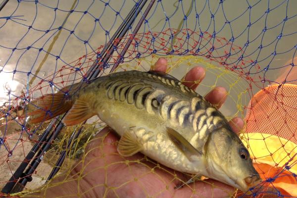 观赏鱼可以补硒吗（富含硒的鱼）-硒宝网