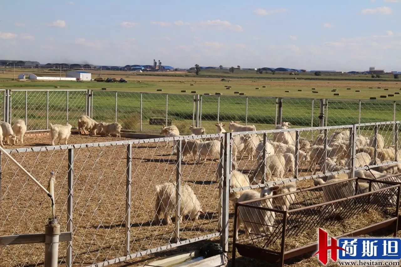 放牧的羊用补硒吗(给羊补硒)-硒宝网