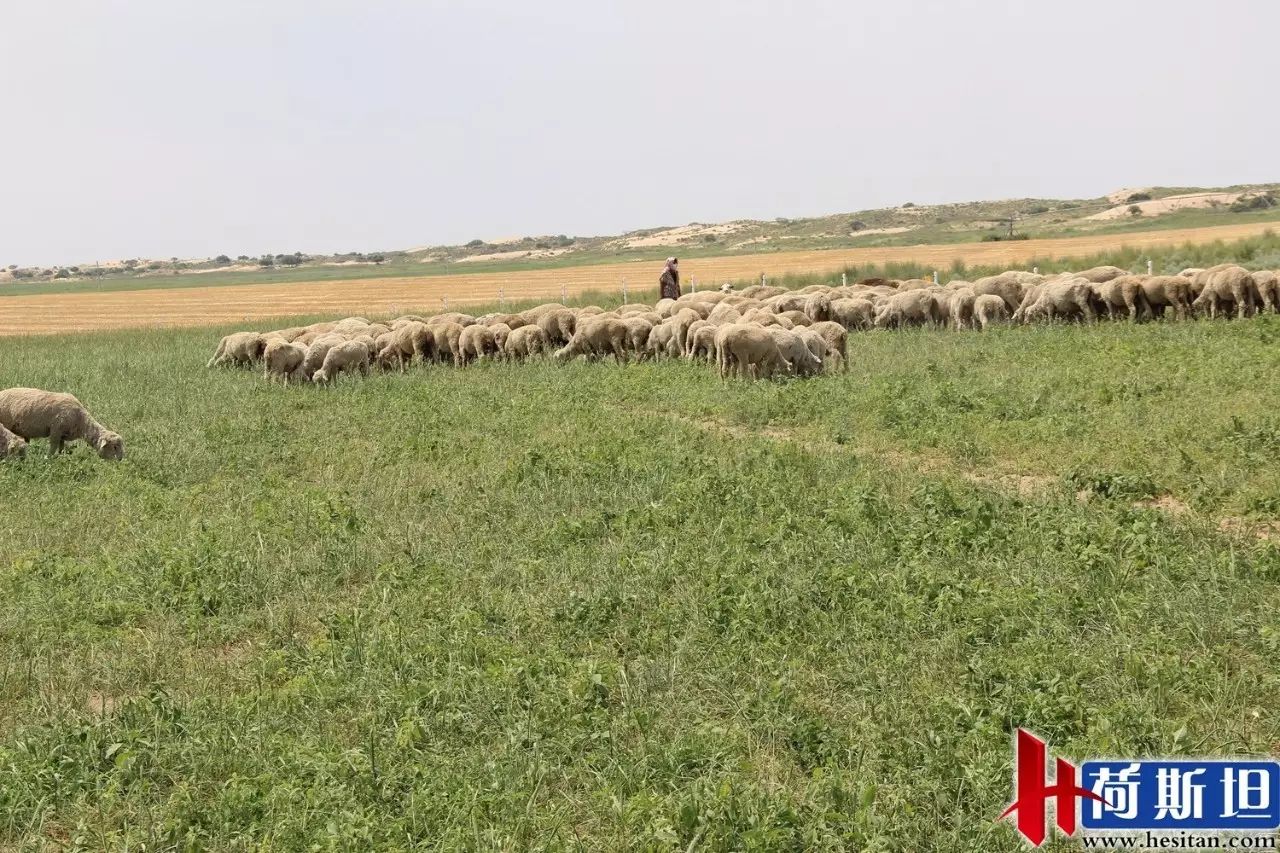 放牧的羊用补硒吗(给羊补硒)-硒宝网