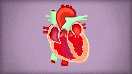 心肌缺血要补硒吗（补心肌缺血硒要吃多久）-硒宝网