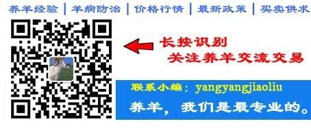 放牧的羊用补硒吗(给羊补硒用什么药)-硒宝网