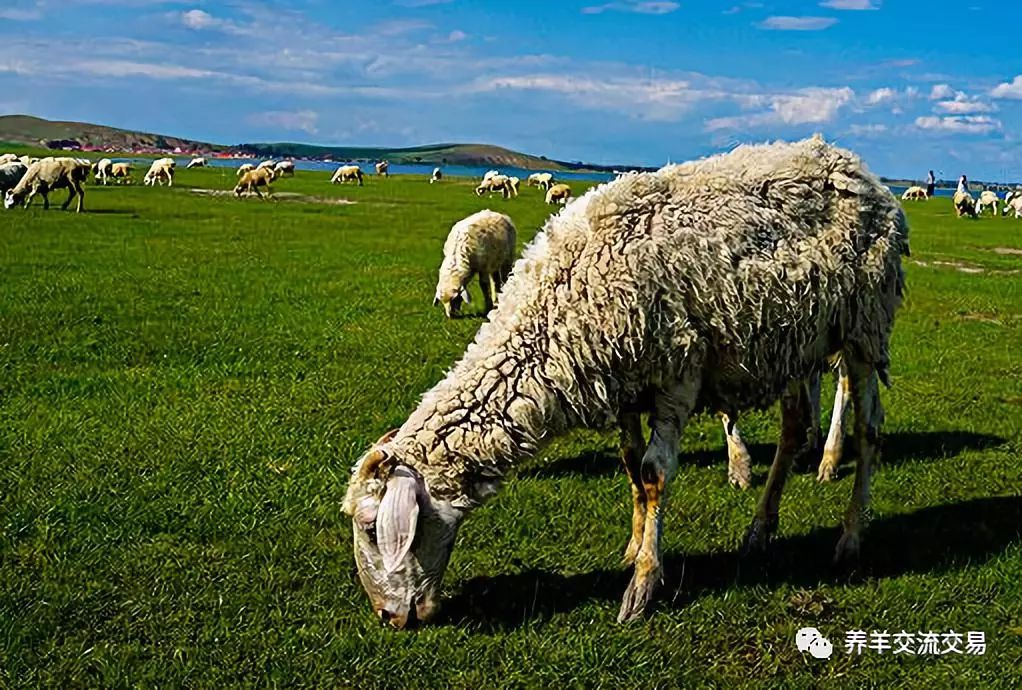 放牧的羊用补硒吗(给羊补硒用什么药)-硒宝网