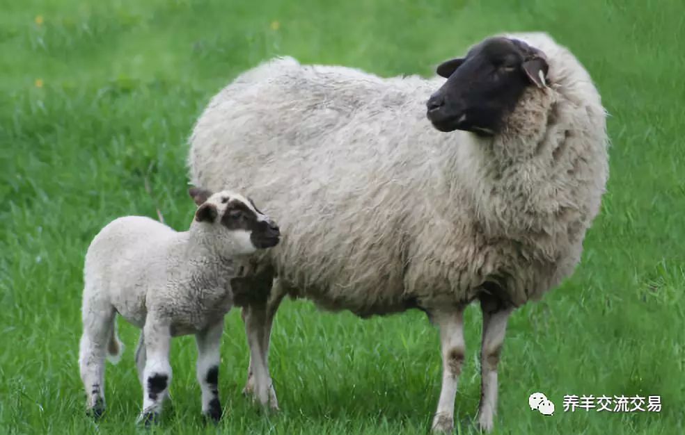 放牧的羊用补硒吗(给羊补硒用什么药)-硒宝网