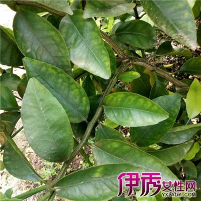 缺硒铜锌钙怎么补(钙锌缺铜补硒有效果吗)-硒宝网