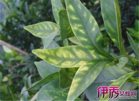 缺硒铜锌钙怎么补(钙锌缺铜补硒有效果吗)-硒宝网