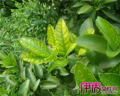 缺硒铜锌钙怎么补(钙锌缺铜补硒有效果吗)-硒宝网