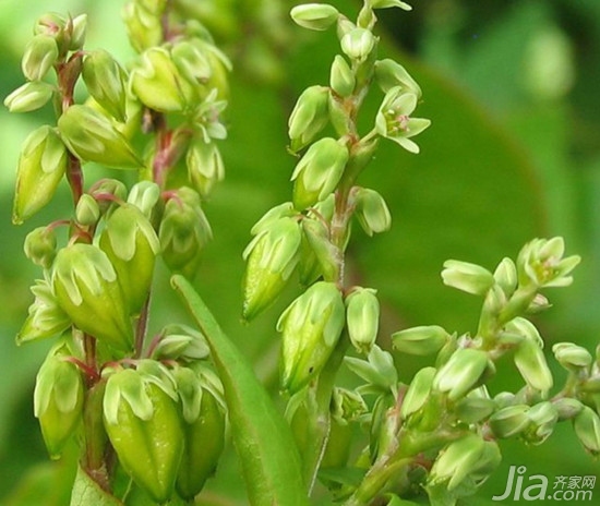 苦荞茶补硒元素吗（苦荞硒）-硒宝网