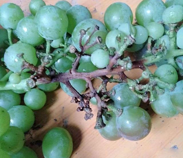 葡萄酸硒补什么的（葡萄硒元素含量高好吗）-硒宝网