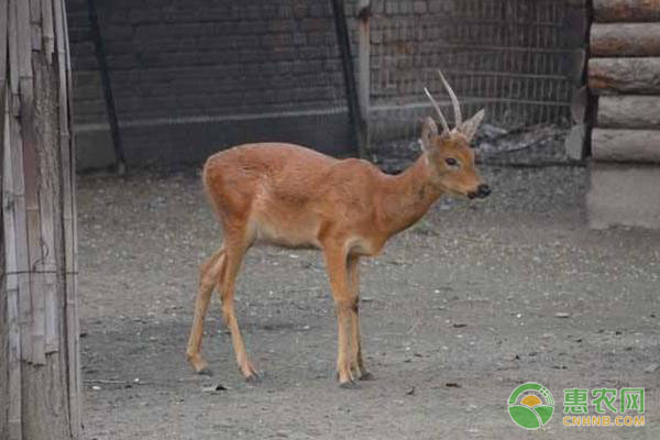 葡萄酸硒补什么的(葡萄硒含量是多少算富硒)-硒宝网