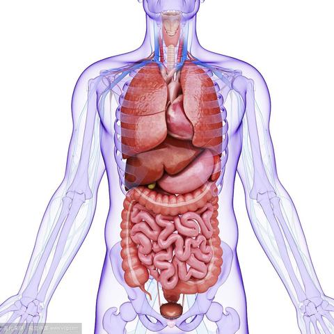 补硒能保护肝肾吗（补硒能护肝吗）-硒宝网