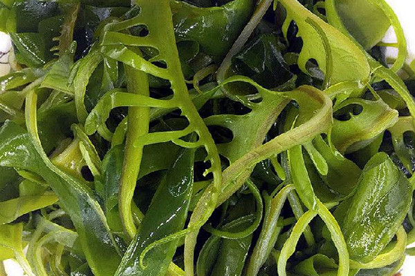 裙带菜可以补硒吗（裙带菜含硒吗）-硒宝网