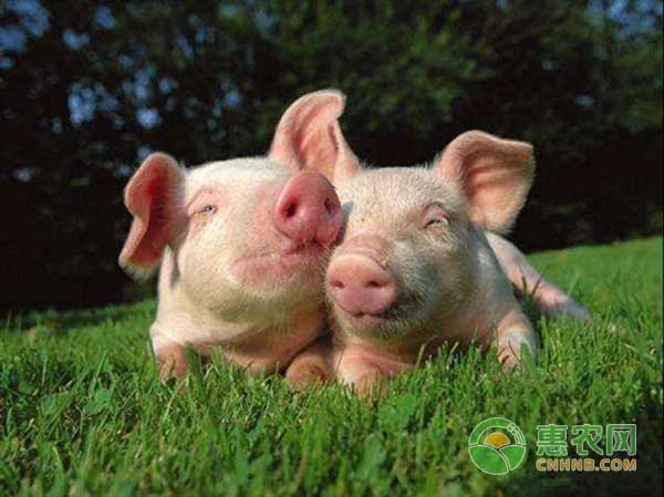 中猪能注射补硒么（仔猪补硒的作用）-硒宝网