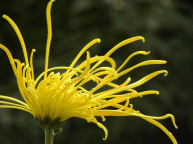 喝怀寿菊茶补硒吗(什么人不适合喝锌硒茶)-硒宝网