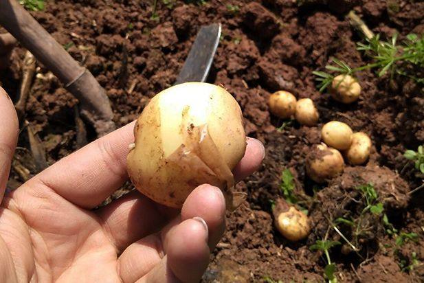 五谷杂粮可以补硒(五谷补杂粮硒可以吃吗)-硒宝网