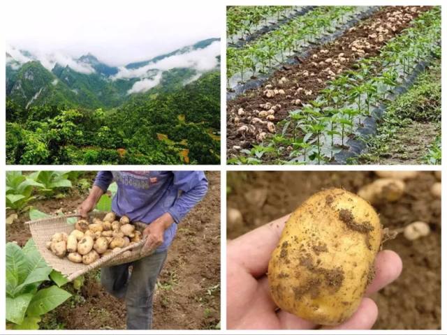 五谷杂粮可以补硒(五谷补杂粮硒可以吃吗)-硒宝网