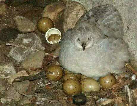 一天补多少硒和锌（锌硒一天摄入量）-硒宝网