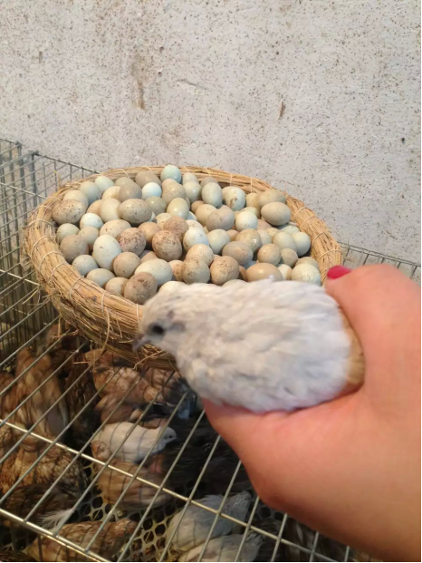 一天补多少硒和锌（锌硒一天摄入量）-硒宝网