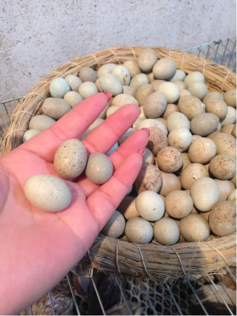 一天补多少硒和锌（锌硒一天摄入量）-硒宝网